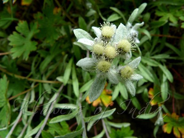 Leontopodium himalayanum - Himalayan Edelweiss